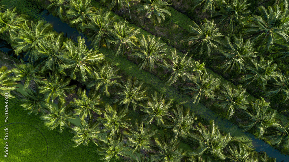 椰子棕榈树农场种植园鸟瞰图，椰子棕榈树群。