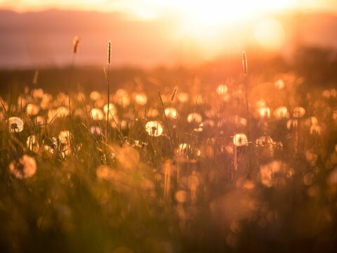 Closeup shot of dandelions (Taraxacum) in the sunny grassland