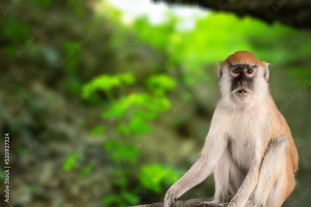 自然背景下美丽的濒危稀有猴子