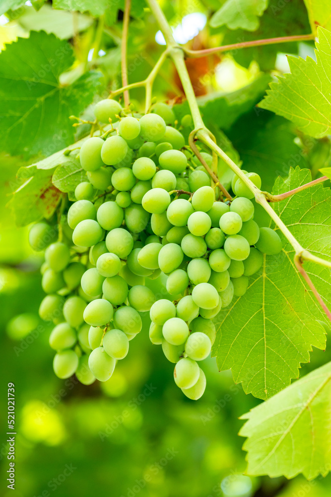开发挂在葡萄藤上的绿色未成熟葡萄