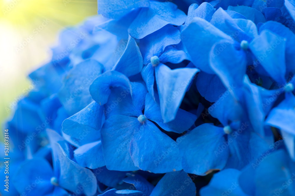 绣球花蓝色花朵特写。美丽的柔和颜色Hortensia艺术设计。美丽的深蓝色H