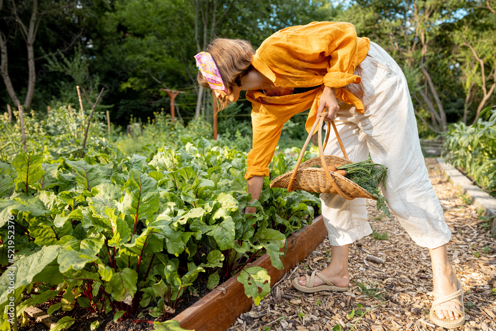 一位年轻女士在家里的花园里采摘甜菜根，种植蔬菜。当地有机食品的概念和