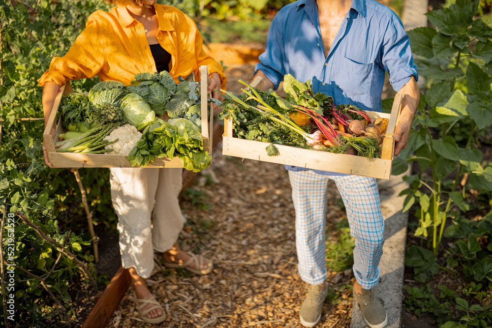 农民们站在一起，手里拿着装满新鲜采摘的蔬菜的盒子，站在当地农田里。作物视图