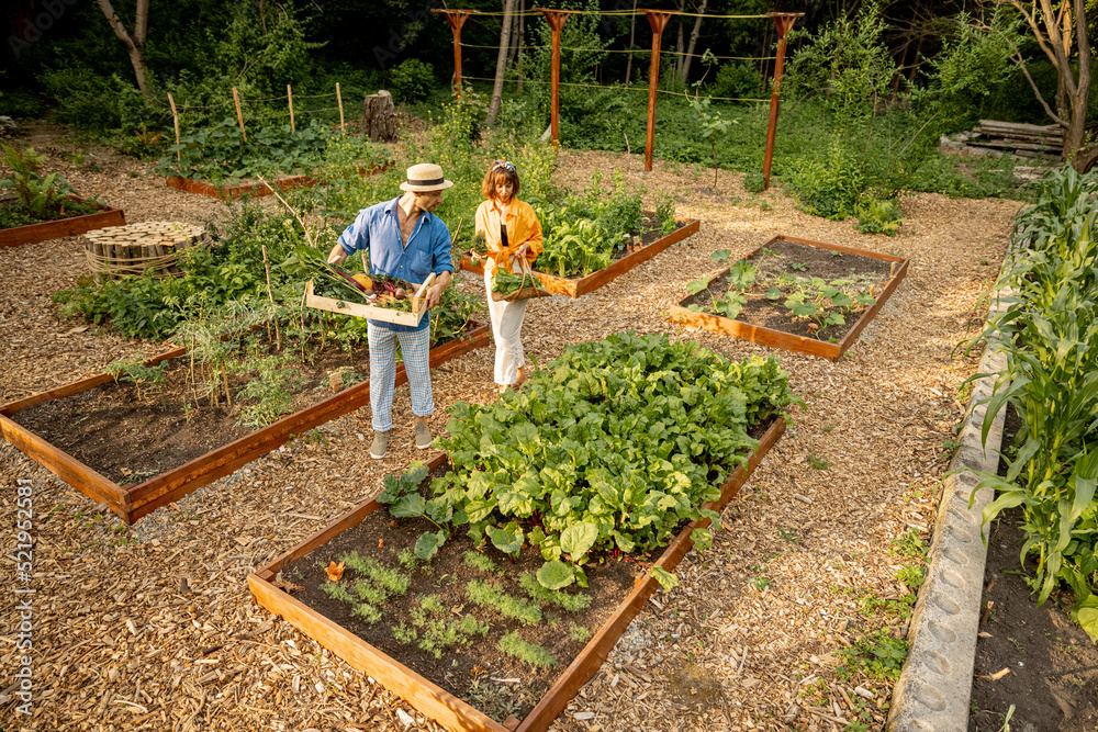 Man and woman walks with harvest between vegetable beds at home garden, view from above. Concept of 