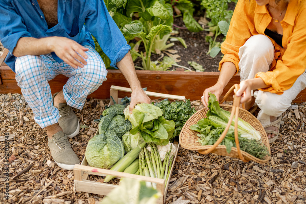 男人和女人拿起新鲜的生菜，在自家花园里收获当地种植的蔬菜和蔬菜。