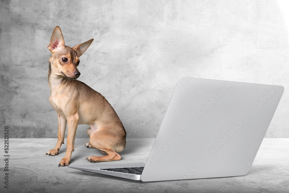 可爱的狗坐在笔记本电脑前。狗不高兴或高兴地大叫，并庆祝受害者