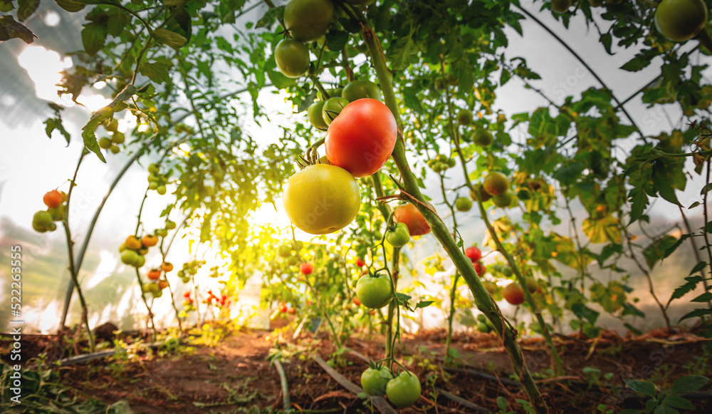 种植红色和绿色的西红柿。在家庭温室里成熟西红柿