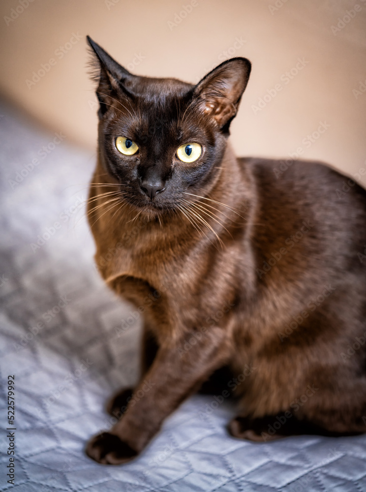 可爱的深色猫的肖像。有趣漂亮的大眼睛小猫。