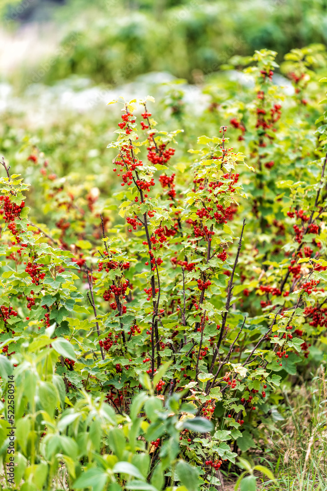 灌木上红色成熟的树莓。健康的天然多汁水果。