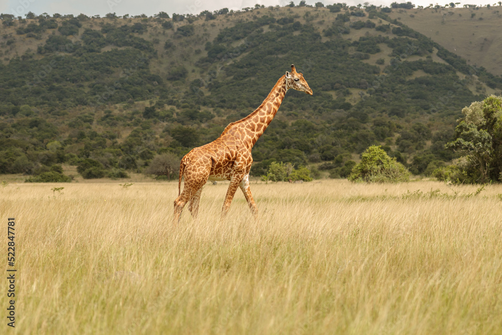 Giraffe walking at Savannah landscape during sunset in South Africa