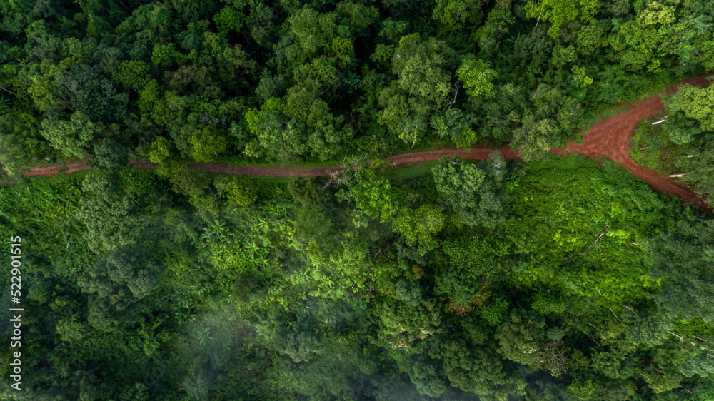 鸟瞰森林中的乡村道路，土路或泥路和雨林，鸟瞰道路