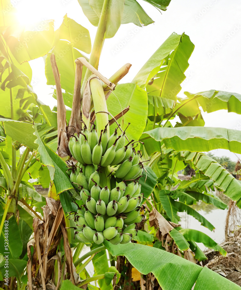 泰国夏季水果香蕉树农业种植园花园里的绿色香蕉
