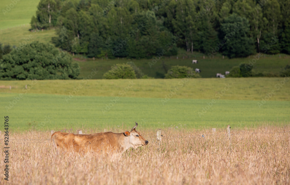 比利时阿登斯地区夏季草地上非常高的草地上的奶牛