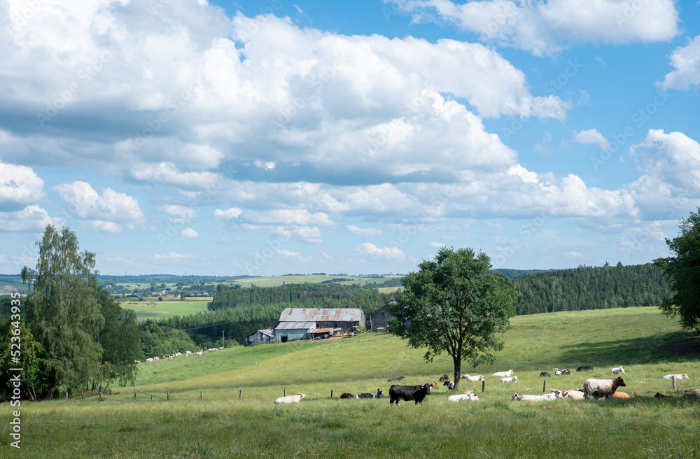 比利时巴斯托涅、拉罗什和圣休伯特之间的绿色草地上的奶牛