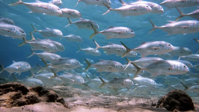 School of crevalle jack fish swimming in ocean