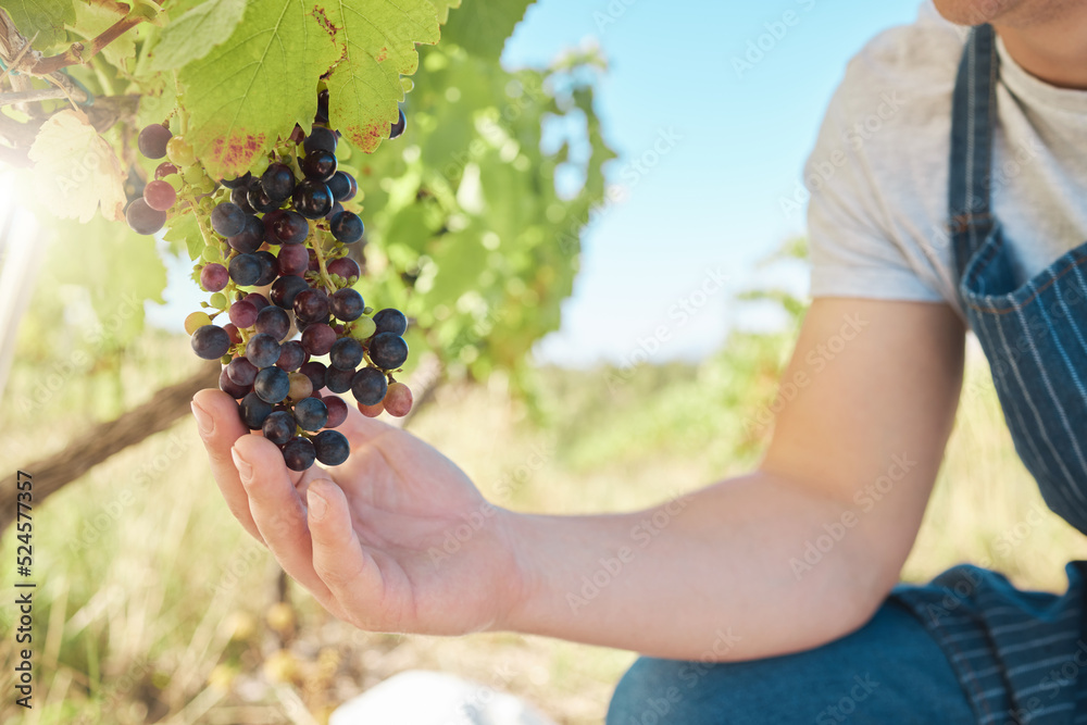 生长、黑葡萄和葡萄园农民在户外采摘或收获有机葡萄