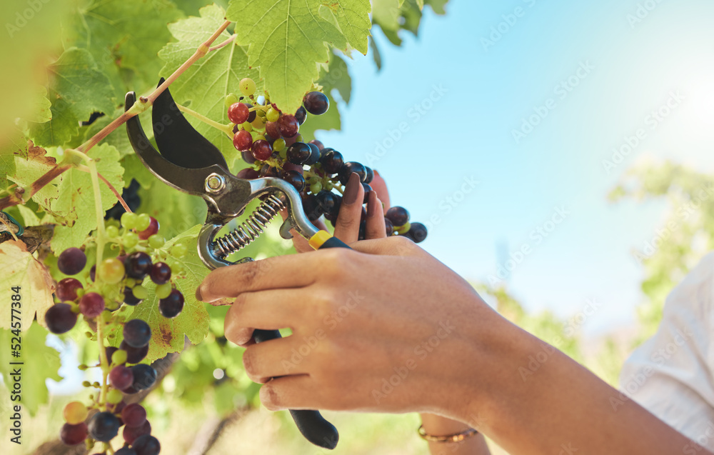 农民在可持续的土地上收获新鲜葡萄带来的可持续性、自然和营养