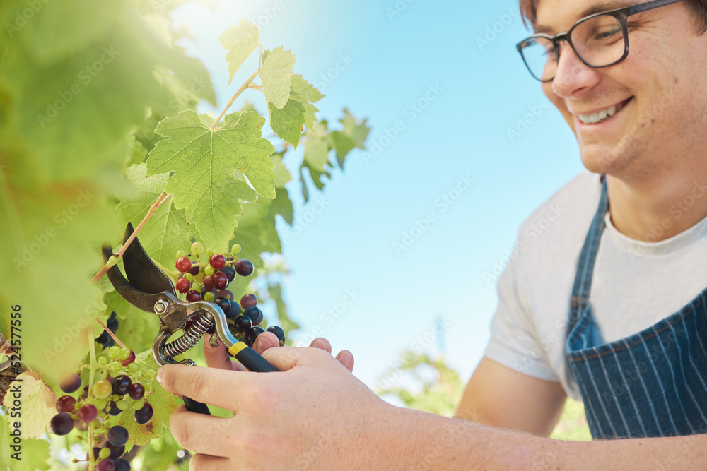 快乐而自豪的葡萄园主在夏季收获时从葡萄树上收获葡萄。成功