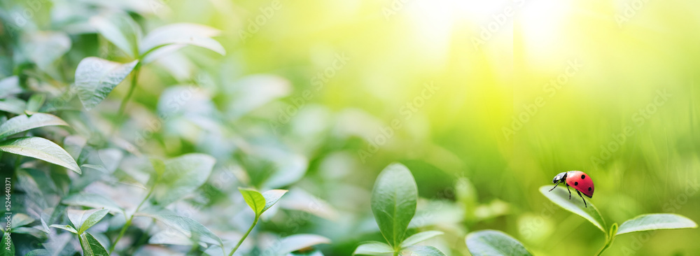 大自然中阳光照射下新鲜多汁的绿叶和瓢虫的宽幅背景图像