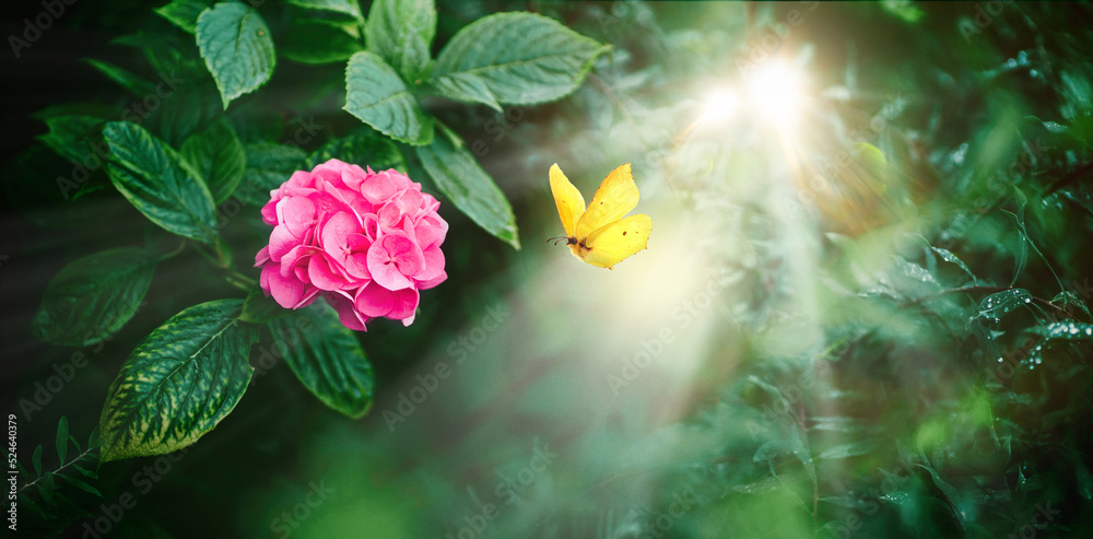 美丽的童话般的花朵和黄色蝴蝶在品红色绣球花上方的形象i