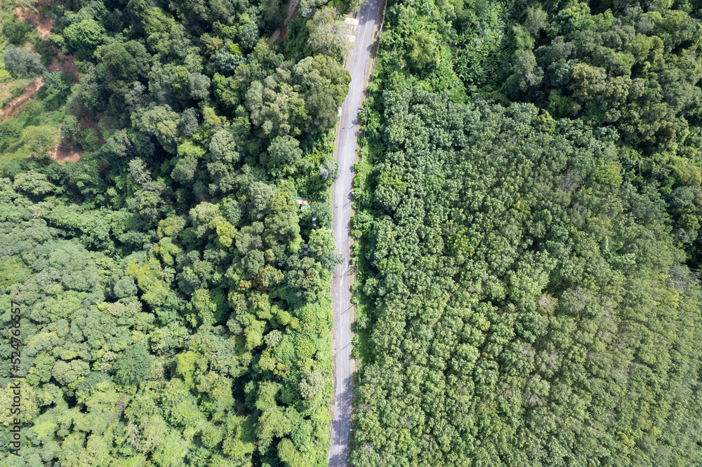 鸟瞰森林中的弯道绿色的夏季树木无人机相机自上而下的景色令人惊叹
