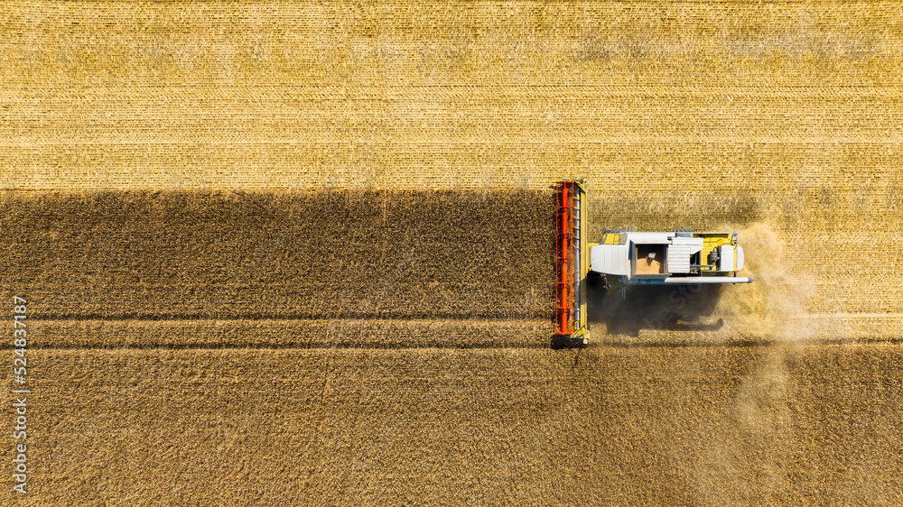 农业。从空中俯瞰。收割机在成熟的小麦地上收割。工业。生产