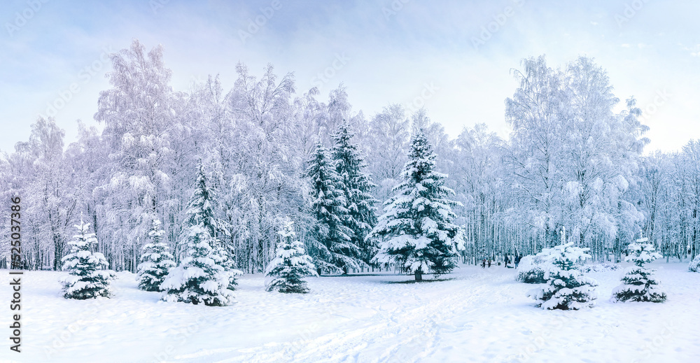 冬季白雪皑皑的城市公园，落叶树和针叶树，雪堆的美丽全景