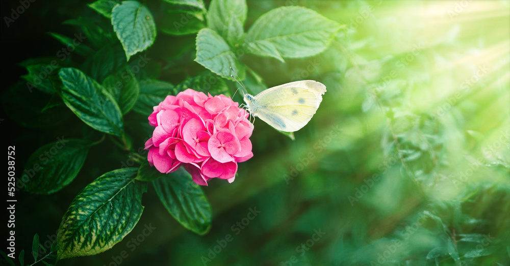 Beautiful atmospheric depiction of hydrangea flowers and yellow butterfly sitting on pink flower and