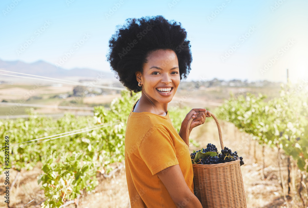 Woman picking grapes in vineyard, wine farm and sustainability fruit orchard in rural countryside. P