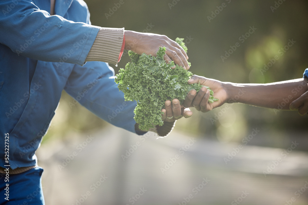 Sustainability, farm environment and kale leaf plants for agriculture harvesting in countryside with