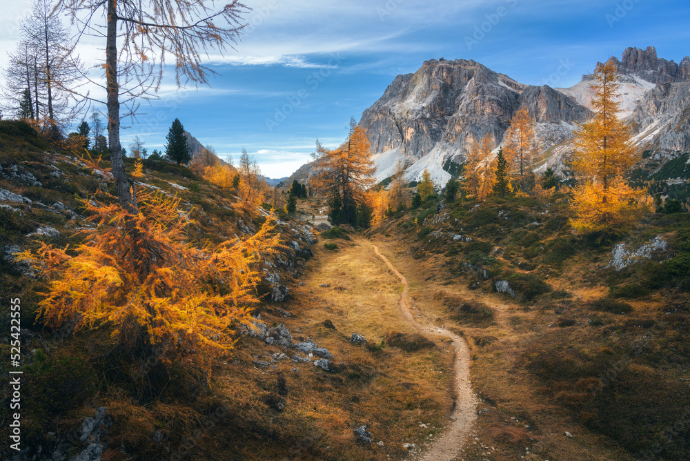 日落时美丽的橙色树木和山间小路。意大利多洛米蒂阿尔卑斯山的秋天。科罗拉多州