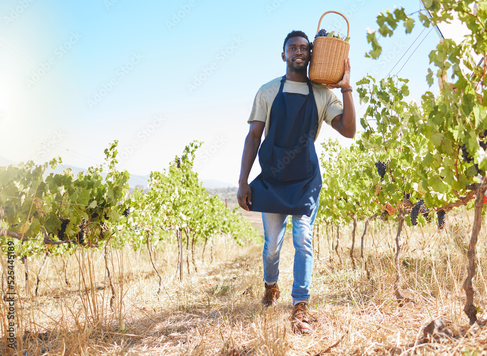 夏天在室外葡萄园工作或采集葡萄的人的农场、工人和葡萄酒。农民