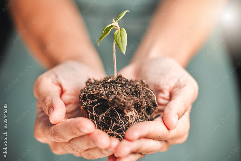 出于环保意识或可持续发展，持有种子植物、土壤生长的企业人士