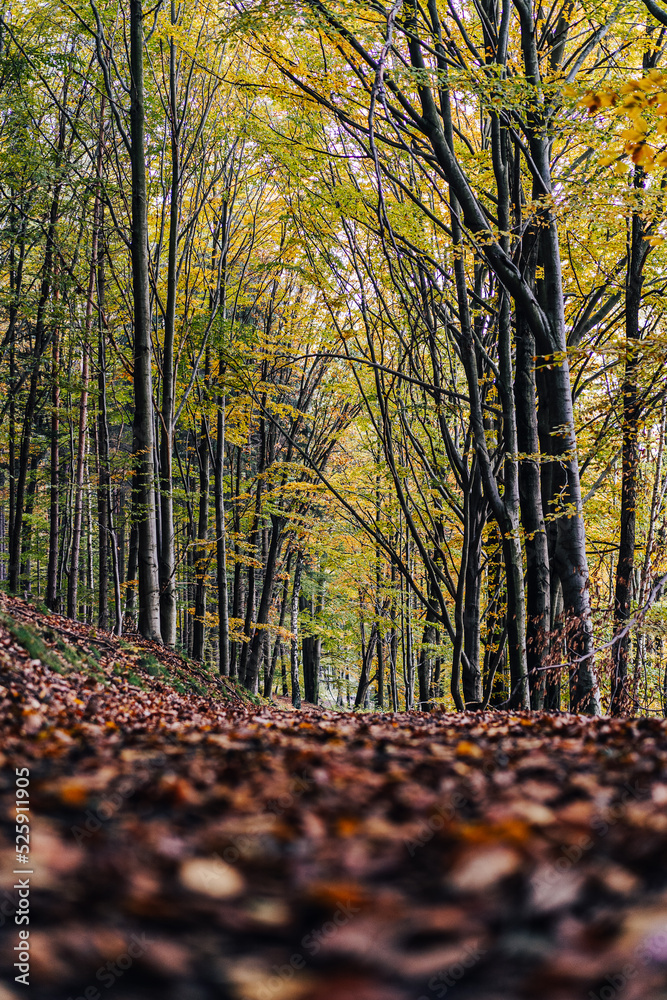 秋天树林里的一条小路。五颜六色的树木和带棕色落叶的小路。秋天在森林里。