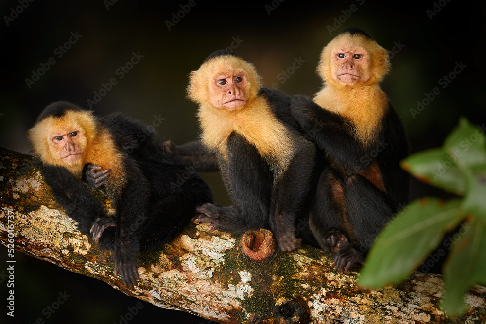 野生白头卷尾猴、卷尾猴，黑色猴子坐在黑暗中的树枝上