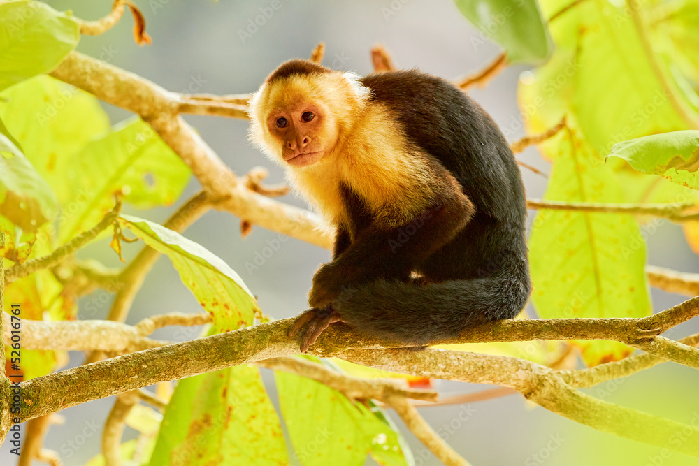 野生白头Capuchin，Cebus capucinus，黑猴子在黑暗中坐在树枝上tr