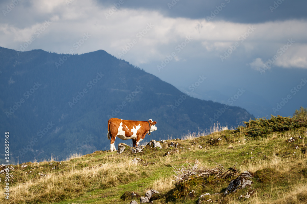 Cow in Alps mountains. Cattle livestock in Salzburger land, Austria