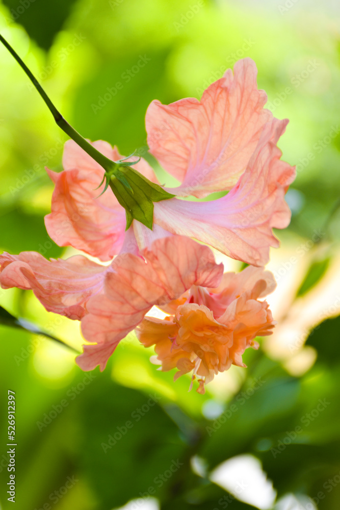 美丽的粉红色芙蓉在花园里绽放出柔和的花朵，花瓣是绿色的叶子。