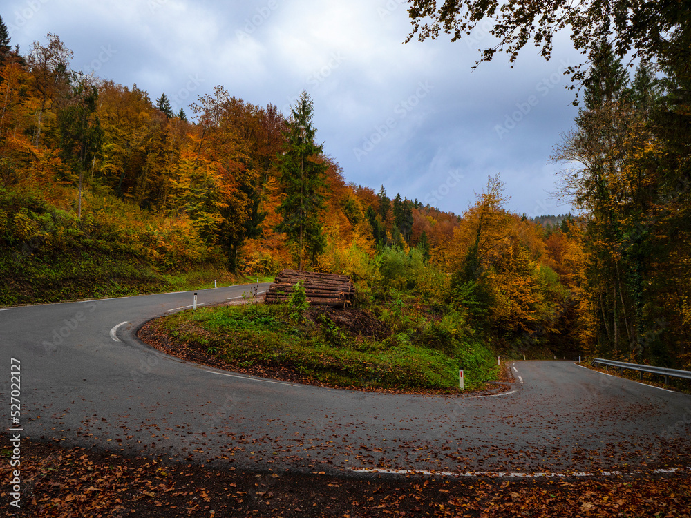 秋雨过后，沥青路弯被五颜六色的落叶覆盖