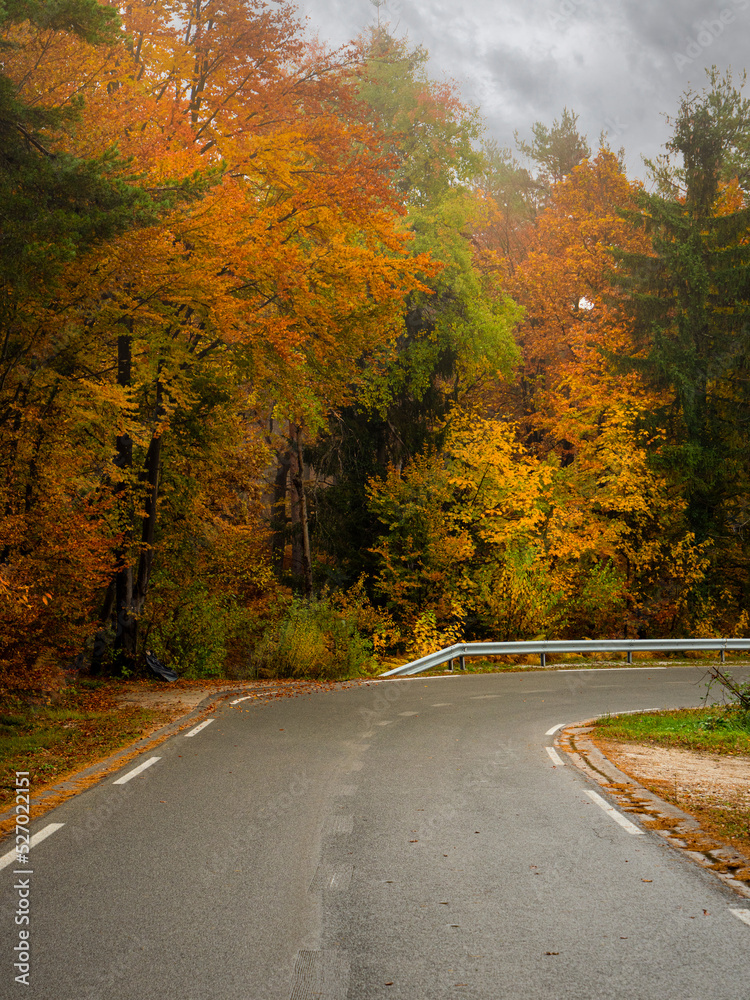 雨天，潮湿的柏油路穿过秋天的森林，色彩鲜艳