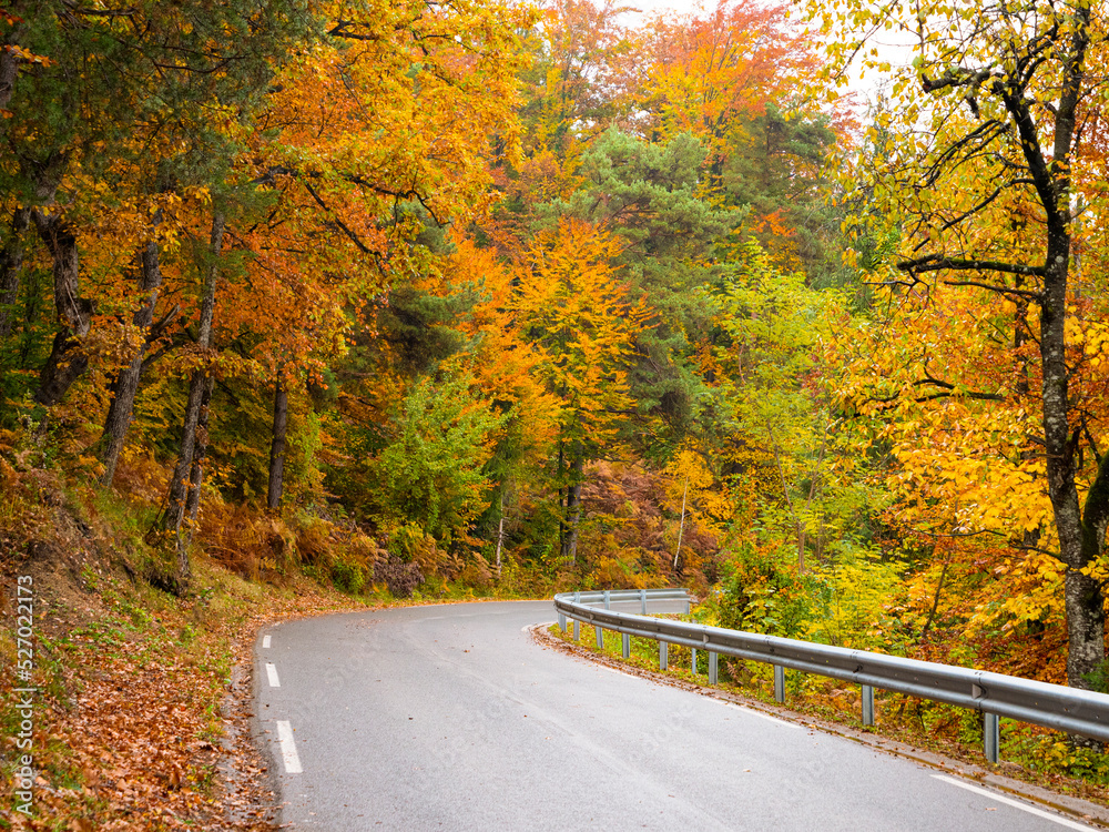 Moist winding asphalt road in the embrace of lush and colorful autumn forest