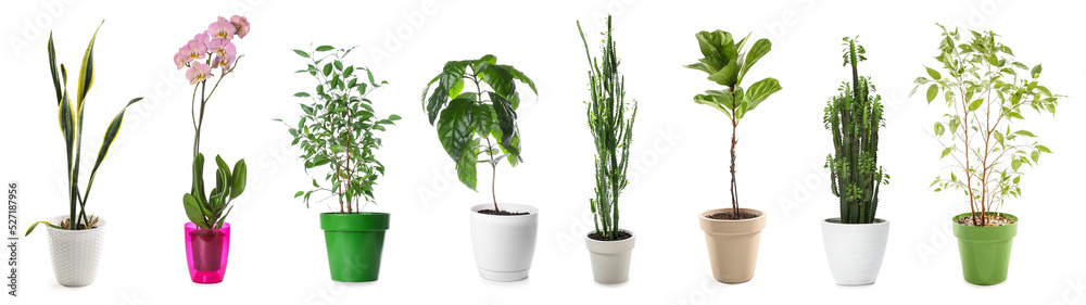 在白色上分离的一组不同的室内植物