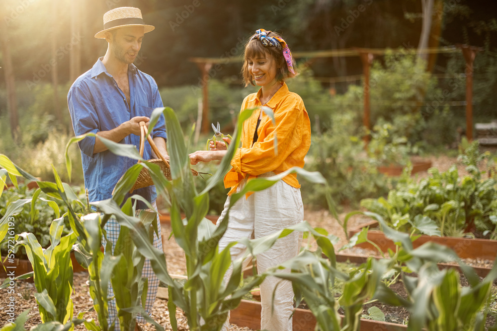 一男一女在自家花园里采摘新鲜玉米，收割当地种植的蔬菜。农民在