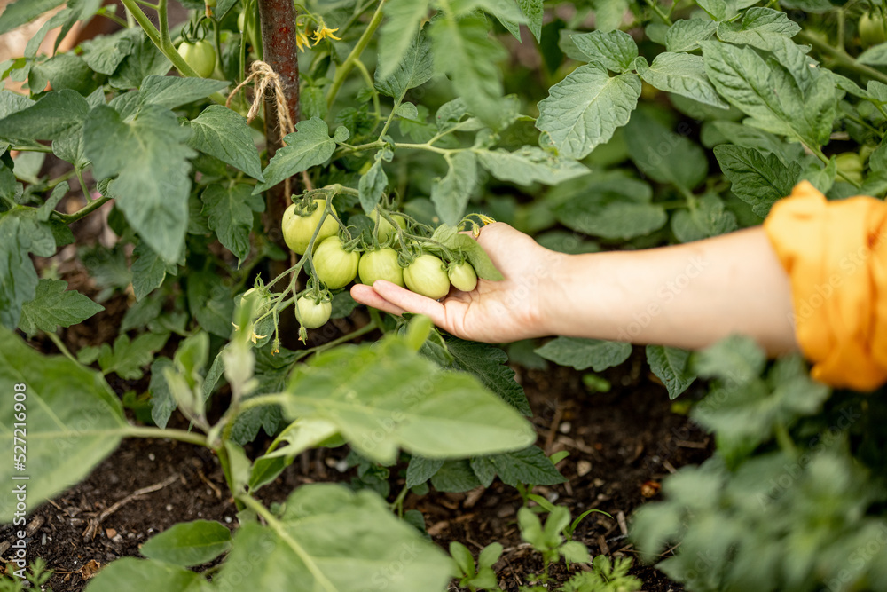 在家里的花园里，拿着长着绿色樱桃番茄的树枝，特写。当地种植的浓缩物