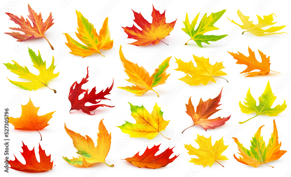 Collection of multicolored maple tree leaves (red, orange, yellow, green) fallen to the ground with 