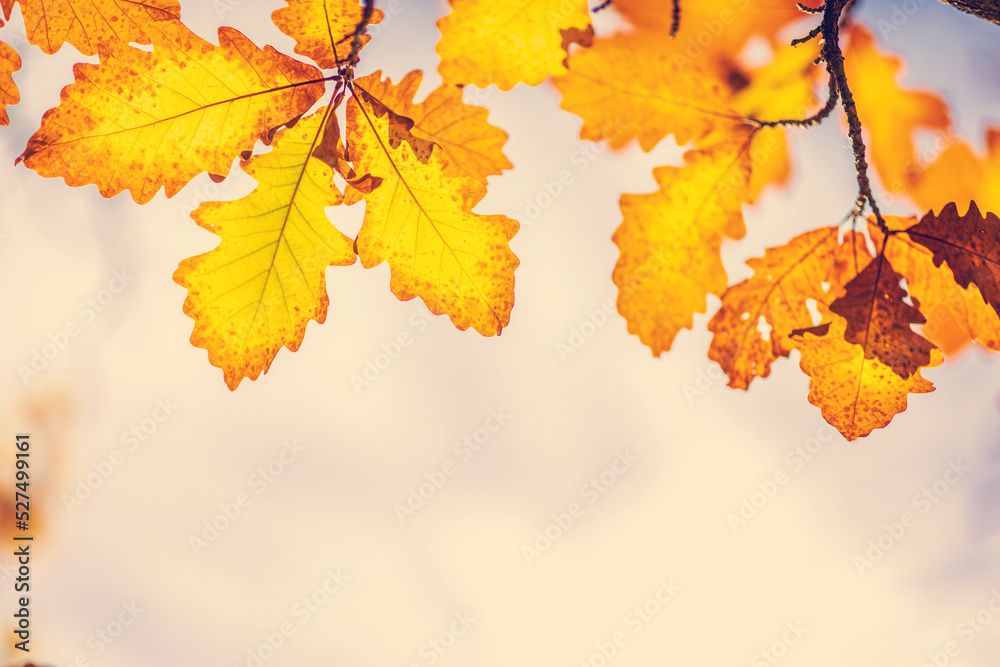 五彩缤纷的秋叶背景