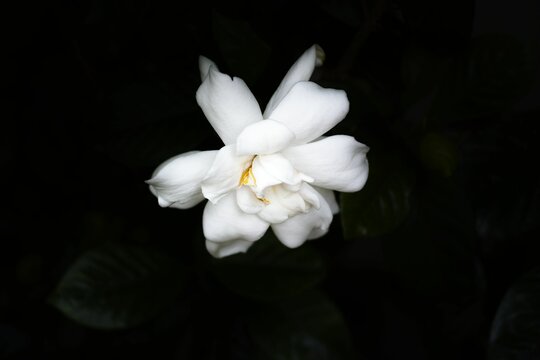 Closeup shot of a white gardenia blossoming in the garden