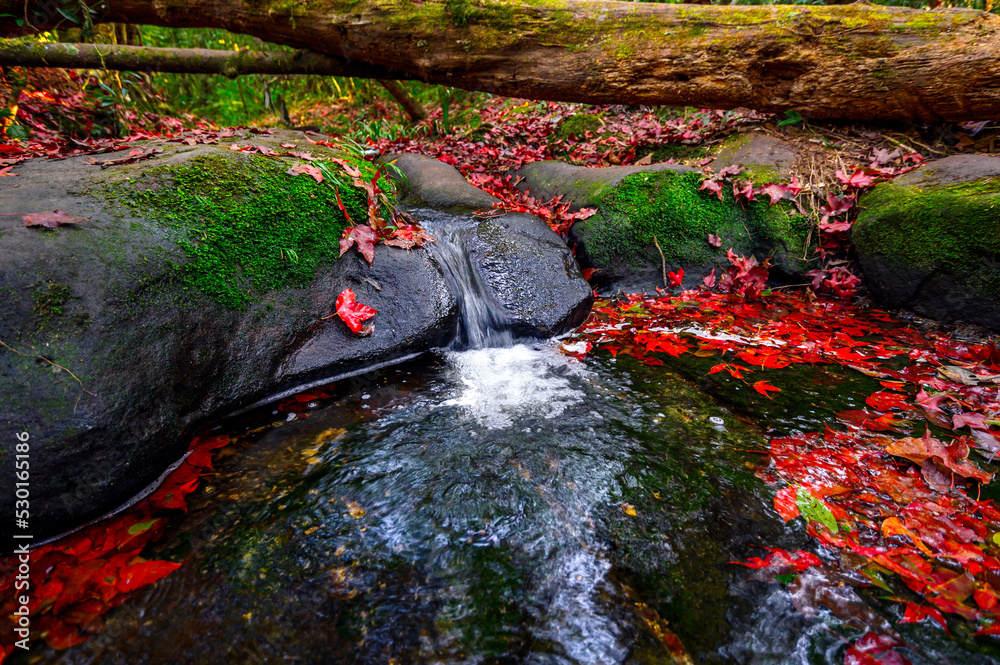 美丽的红色秋叶落在森林中的岩石和溪流上，自然景观背景