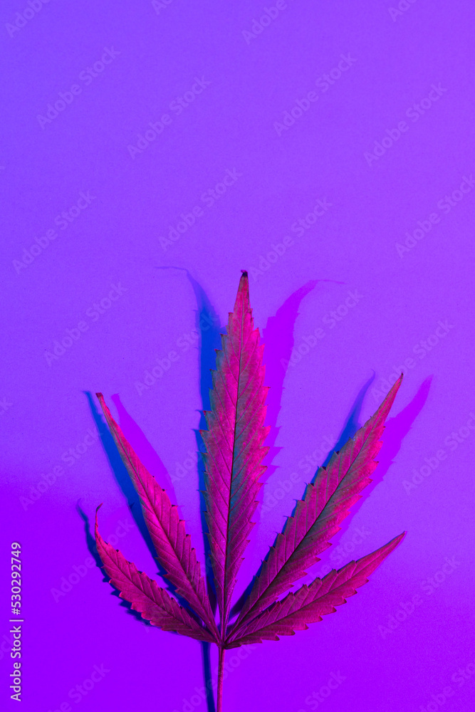 紫色背景上充满活力的霓虹灯照亮的粉红色叶子的图像，带有复制空间