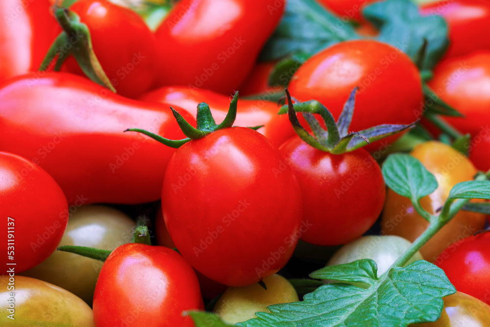 食物背景，特写彩色新鲜樱桃番茄，黑色上有绿色和红色，复制空间。